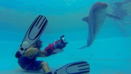 Doplphin-RED 3.jpg Doplphin-RED 3.jpg