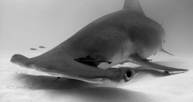 Hammerhead_CR.jpg Hammerhead_CR.jpg