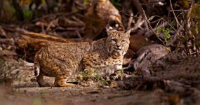 KWPBobcat543.jpg