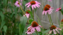 flowersgood.jpg