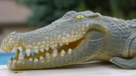 crocgood.jpg