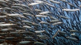 sardines-cu2.jpg