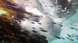 sardine-surf3.jpg