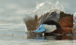 Rud-Water-throw.jpg