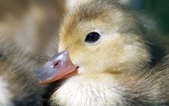 RH-Duckling-eye.jpg