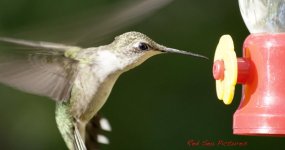 Hummingbird.jpg