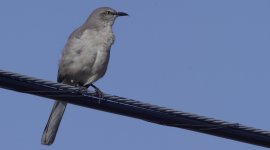 Leica-800mm.jpg
