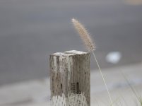 _1230394.jpg
