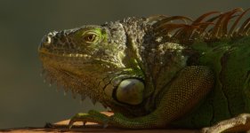 Iguana.jpg