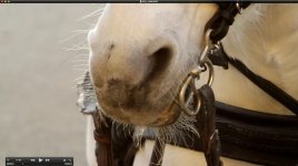 Horse_01.jpg