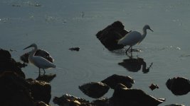 Big-Sur-10.jpg