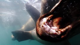 steller-bite1-low.jpg