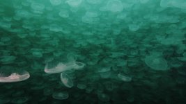 moonjelly2-lowres.jpg