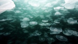 moonjelly3-lowres.jpg