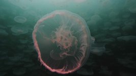 moonjelly1-lowres.jpg