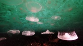 moonjelly4-lowres.jpg