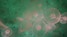 moonjelly6-lowres.jpg