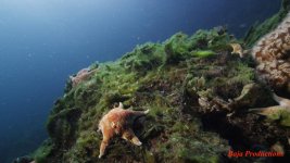 algae-stars-lowres.jpg