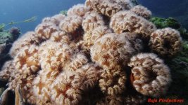 Anemonie2-lowres.jpg