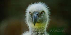 Vulture small.jpg