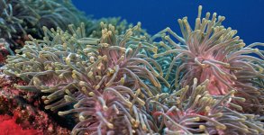 Angarosh Anenome.jpg