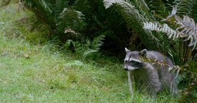 Coon1.jpg