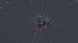 spider.jpg