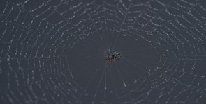 spider-1.jpg