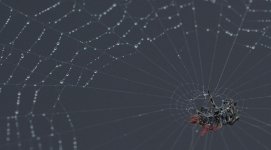 spider-3.jpg