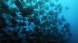 mobula8.jpg