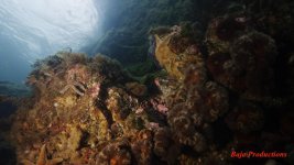 Anemonie-stars2-lowres.jpg