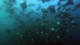 mobula6.jpg