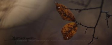 FALL 1.jpg
