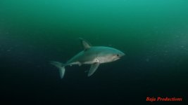salmonshark1-lowres.jpg