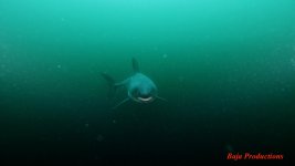 salmonshark2-lowres.jpg
