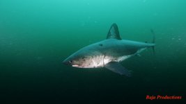 salmonshark3-lowres.jpg
