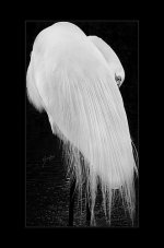 Great_Egret_sm.jpg
