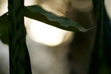 LEICA Elmarit R 90mm f2.8 Photo3.jpg