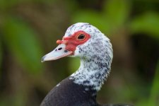 LEICA Elmarit R 180mm f2.8 photo1.jpg