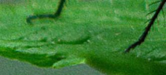 Dragonfly_HR_hot_pixels.jpg