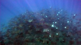 Mobula4.jpg
