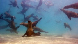 Sealions-sand.jpg