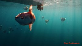 Sunfish-lowres.jpg