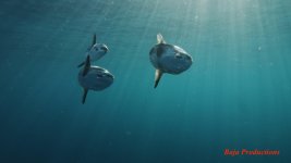 sunfish2-lowres.jpg