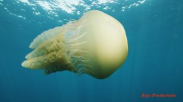 jelly1-lowres.jpg