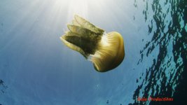 jelly2-lowres.jpg
