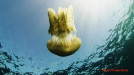 Jelly3-lowres.jpg
