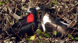 birds11.jpg