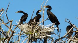 birds8.jpg