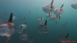 sunfish20-lowres.jpg